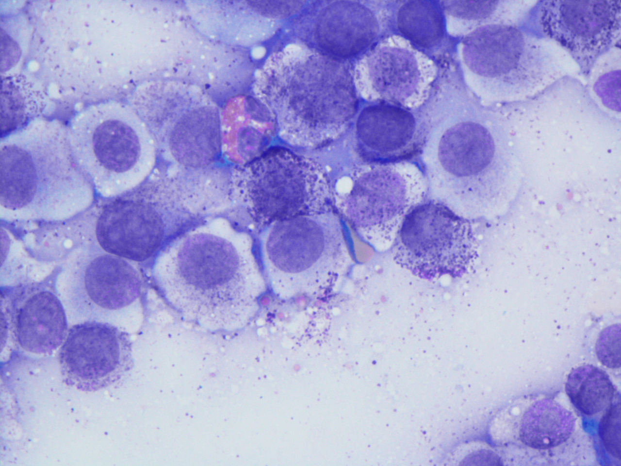 aniDAP Cytology>Mast cell tumor