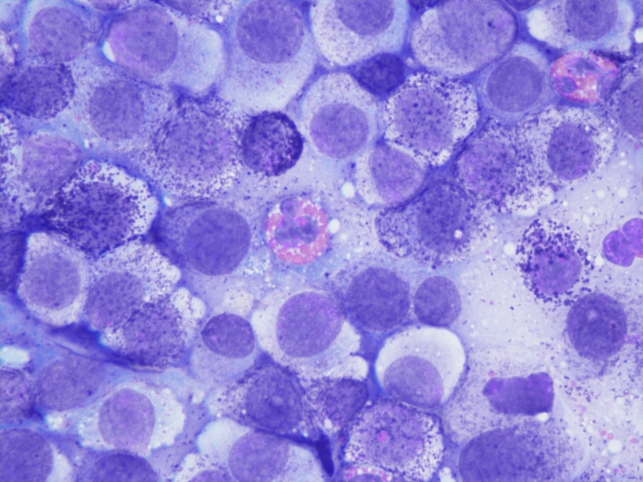 aniDAP Cytology>Mast cell tumor